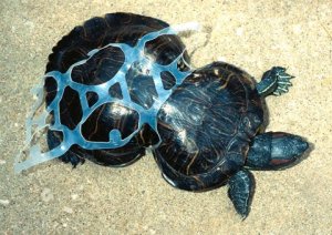 turtleplastic